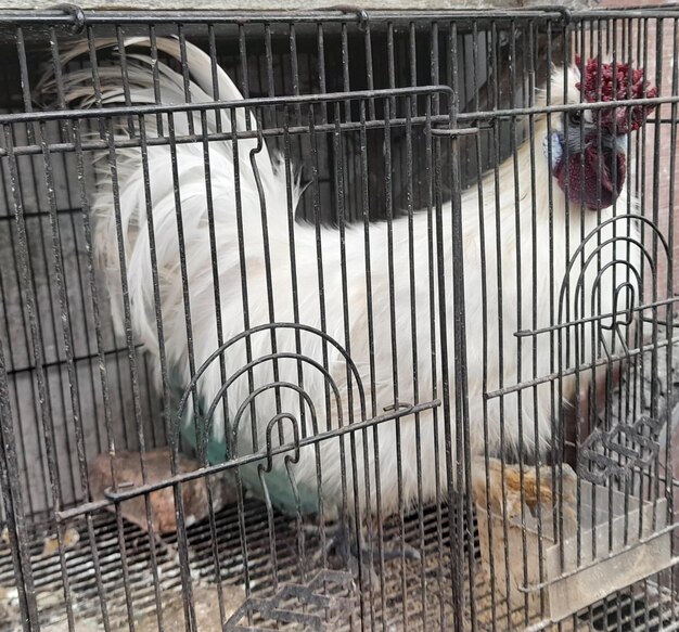 uma galinha com cauda azul está em uma gaiola com cabeça de penas vermelhas.