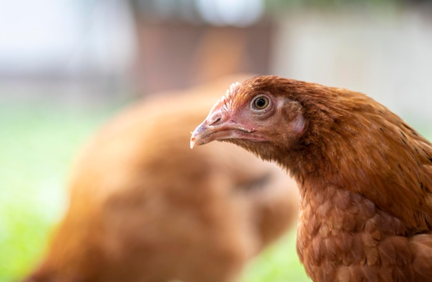 Uma galinha vermelha no quintal está procurando comida para comer Indústria agrícola Criação de galinha