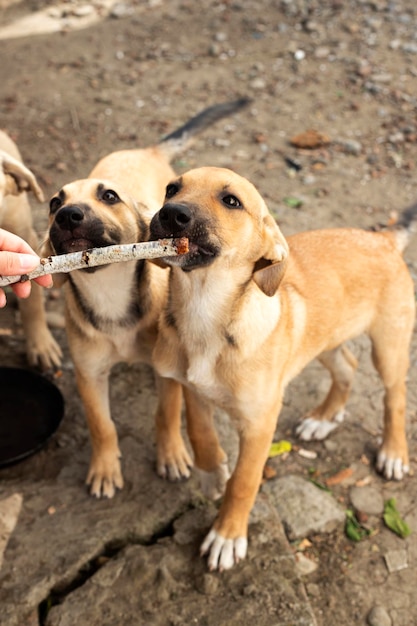 Uma gangue de cães vadios. Problema animal sem teto.