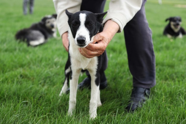 Uma gangue de cães vadiosCão sem-teto na cidade velhaProblema animal sem-teto