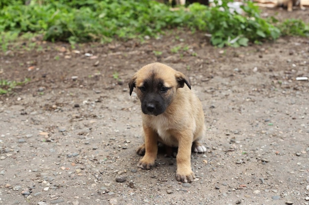 Uma gangue de cães vadioscão sem-teto na cidade velhaproblema animal sem-teto