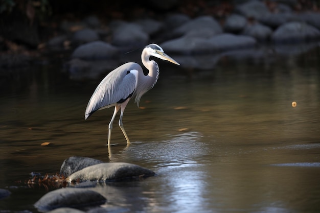 Uma garça em pé na pesca de águas rasas para pré