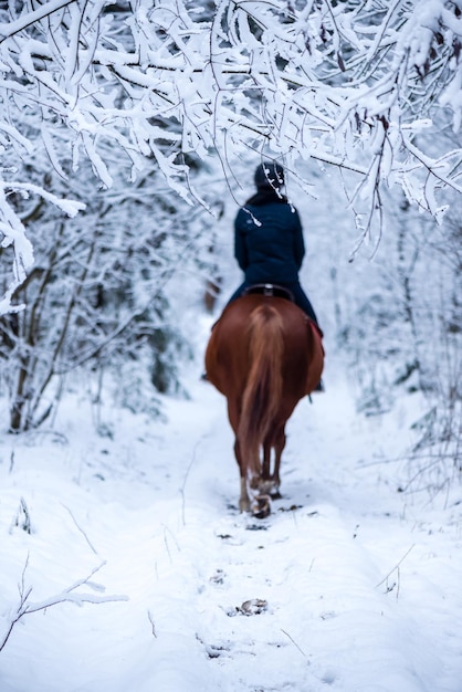 Uma garota a cavalo passeia pela floresta de inverno