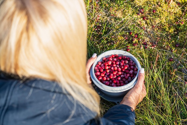 Foto uma garota coleta cranberries em uma foto aproximada do pântano foto de alta qualidade