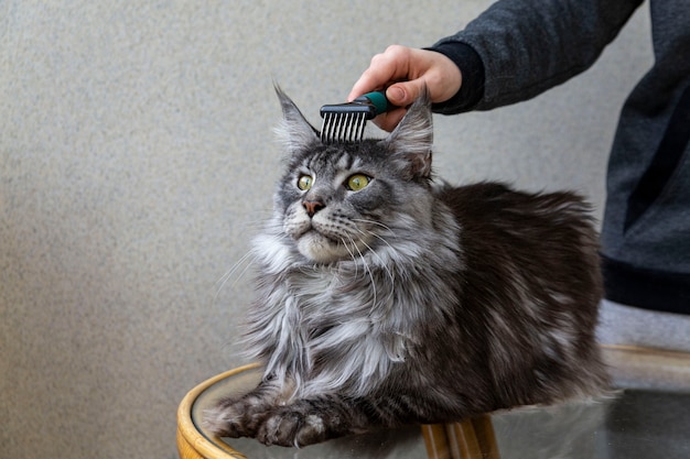 Uma garota está penteando o pelo de um gato Maine Coon. Cuidados com os cabelos Cuidando de animais de estimação