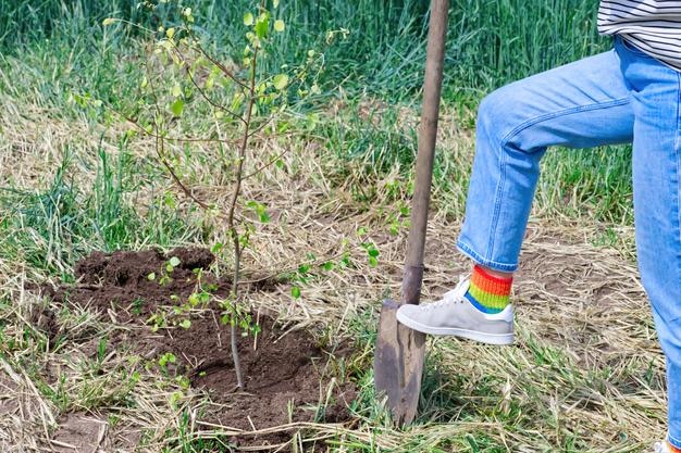 Uma garota fica com uma pá perto de uma árvore jovem plantada perto de um belo campo com trigo ao fundo