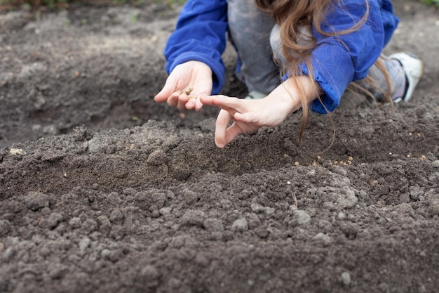 Uma garota planta sementes de beterraba no chão na primavera