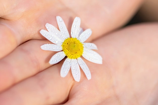 Uma garota segura uma flor de camomila do campo nas mãos