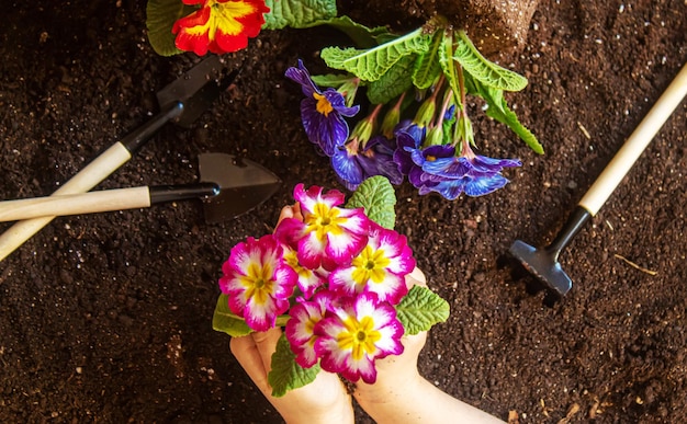 Uma garotinha está plantando flores O jovem jardineiro Natureza de foco seletivo