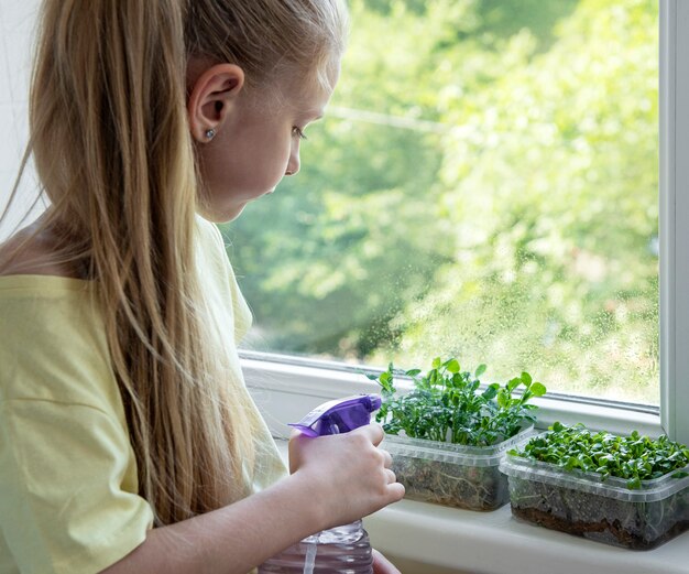 Uma garotinha na janela observa como a microgreen cresce