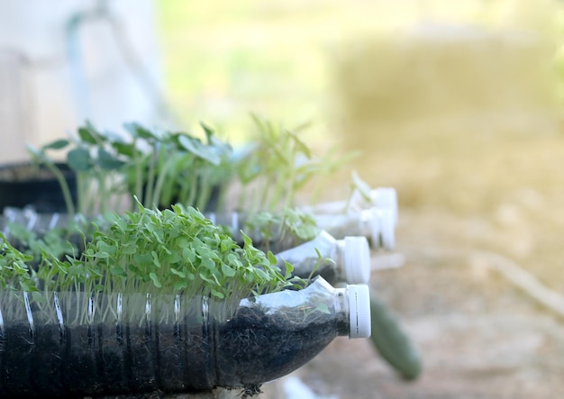 Uma garrafa de água está cheia de plantas e a palavra erva.