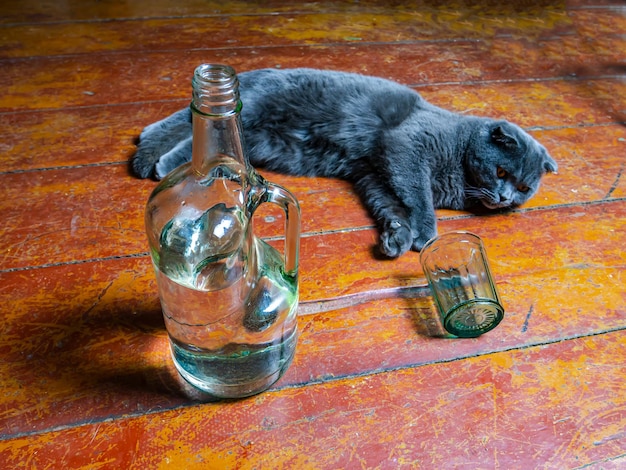Uma garrafa de vodca e um gato Scottish Fold