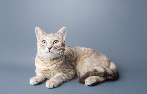 Uma gatinha fofa listrada, cinza malhado, de pêlo curto, encontra-se em um fundo cinza. Animal de estimação com aparência curiosa