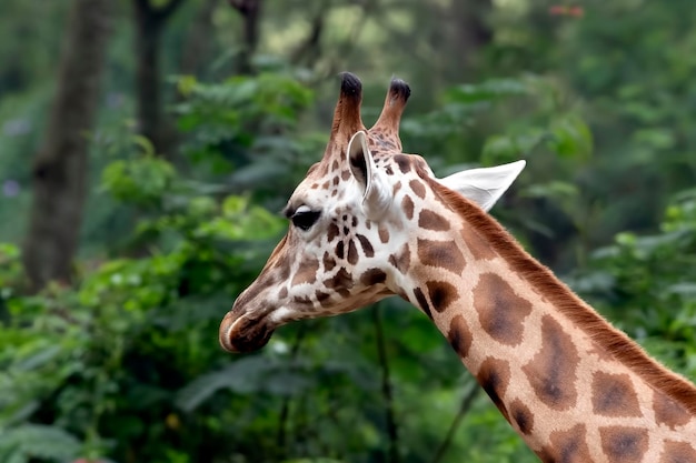 Uma girafa africana em uma floresta tropical