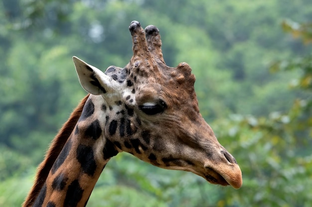 Uma girafa africana em uma floresta tropical