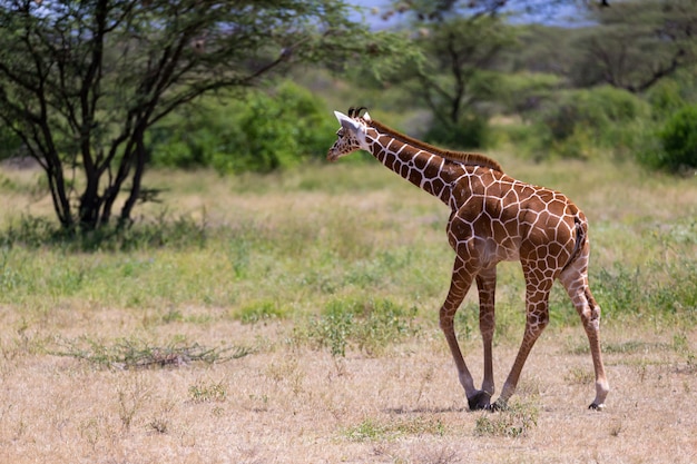 Uma girafa caminha pela savana entre as plantas