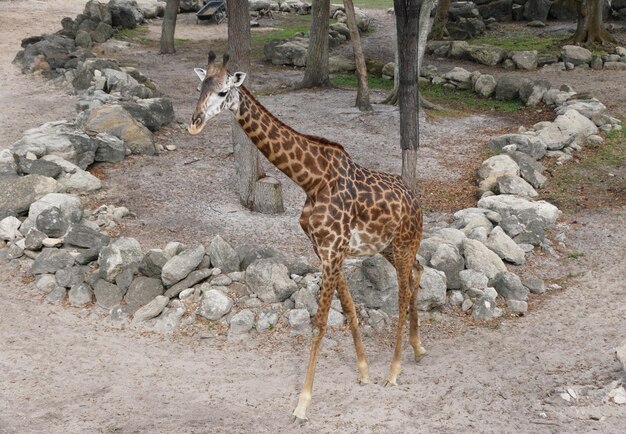 Uma girafa caminhando no chão