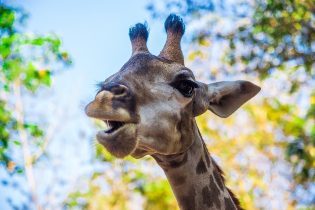 Foto uma girafa é um animal de mascar. a característica é que o animal é alto, pernas longas, l