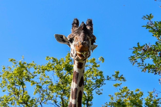 Uma girafa é vista em frente a algumas árvores.