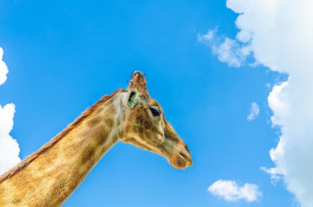 Uma girafa está olhando para o céu com uma nuvem ao fundo.