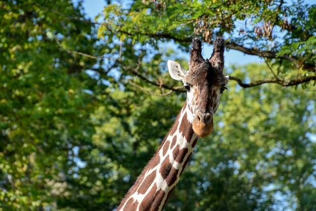 Uma girafa está parada na frente de uma árvore com folhas verdes.