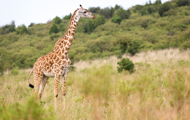 Uma girafa massai na savana em um prado