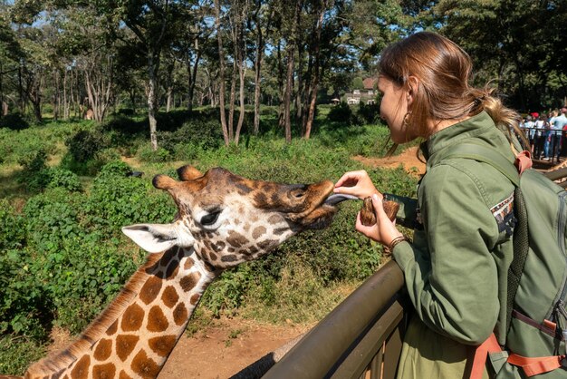 Foto uma girafa no zoológico estende a língua para uma folha verde uma menina alimenta uma girafa no zoo