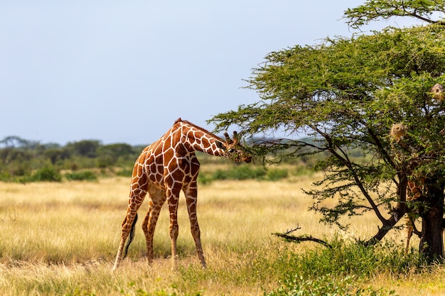 Uma girafas da somália comem as folhas das acácias