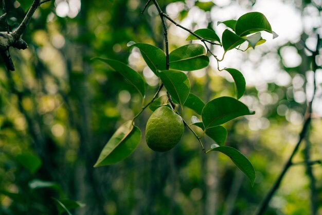 Foto uma goiaba verde com folhas e uma fruta