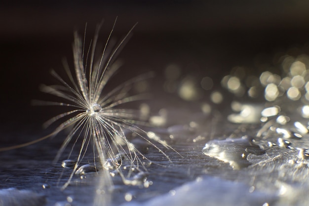 uma gota d'água em um dente-de-leão. dente de leão em um fundo azul escuro com close-up do espaço de cópia