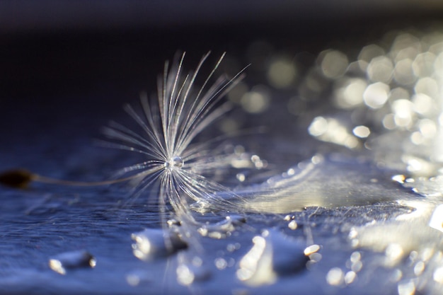 Uma gota de água em um dente-de-leão sobre um fundo azul com espaço de cópia fechado