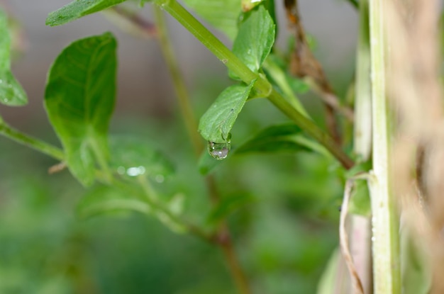 Uma gota de água em uma planta