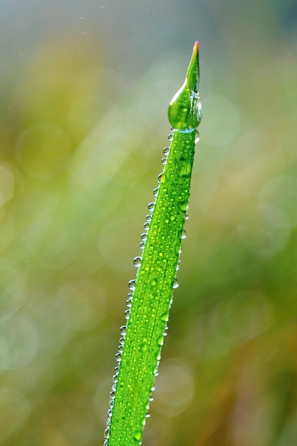 Uma gota de água verde pende de uma folha de grama verde.