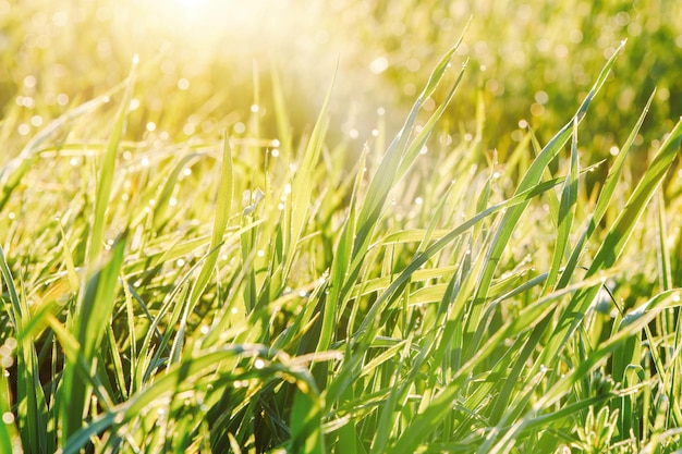 Uma gota de orvalho em uma folha verde de grama de lâmina grama fresca com gotas de água no início da manhã à luz do sol com bokeh de manhã cedo no gramado vista de perto