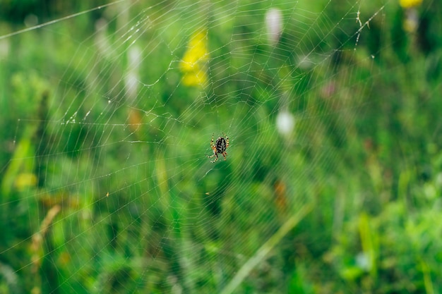 uma grande aranha amarelo-preta com manchas está sentada em uma grande teia de aranha em antecipação à vítima.