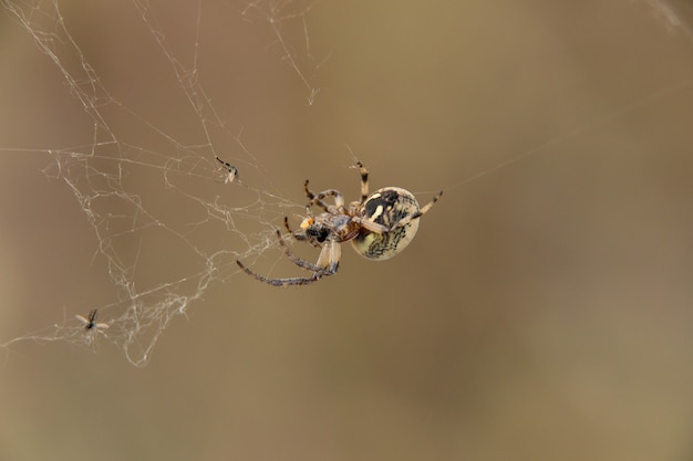 Uma grande aranha come uma mosca em sua teia