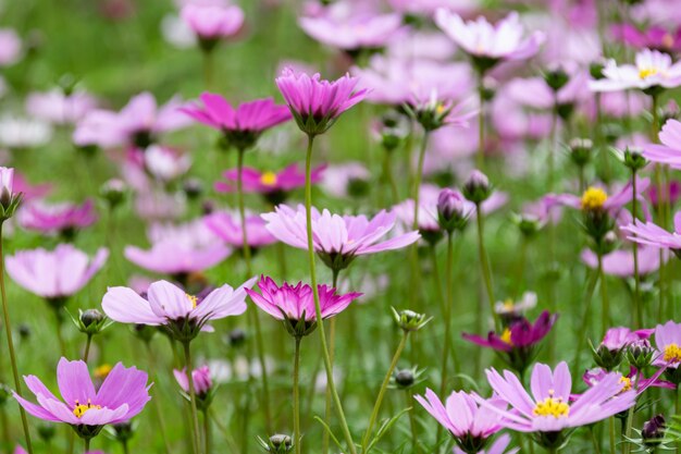 Uma grande área de flores gesang foi aberta