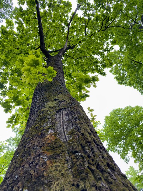 Foto uma grande árvore com folhas verdes na floresta