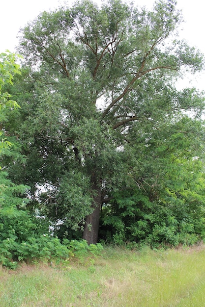 Uma grande árvore em um campo