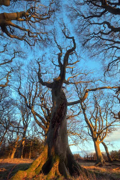 Foto uma grande árvore iluminada pela luz do pôr do sol no parque beecraigs country park west lothian escócia