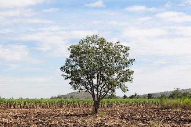 Uma grande árvore nos campos de cana.