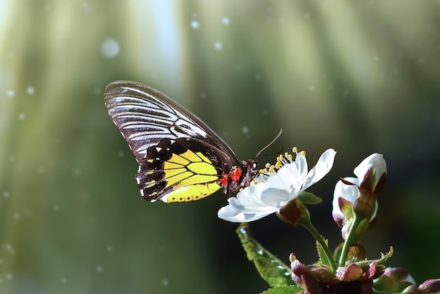Uma grande borboleta em uma flor de maçã ou cerejeira com luz solar e bokeh lindo fundo de primavera