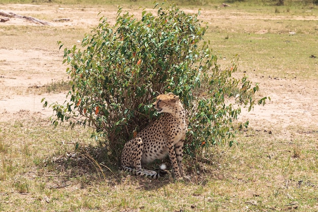 Uma grande chita atrás de um arbusto savanna de maasai mara kenya