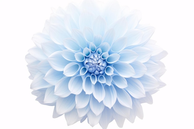 Uma grande Dahlia ondulada isolada em um fundo branco prístino para fins de design