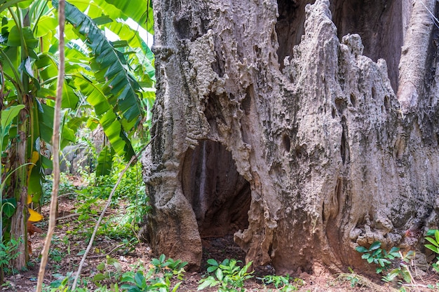 Uma grande e surpreendente velha árvore de baobá na ilha de Zanzibar, Tanzânia, África