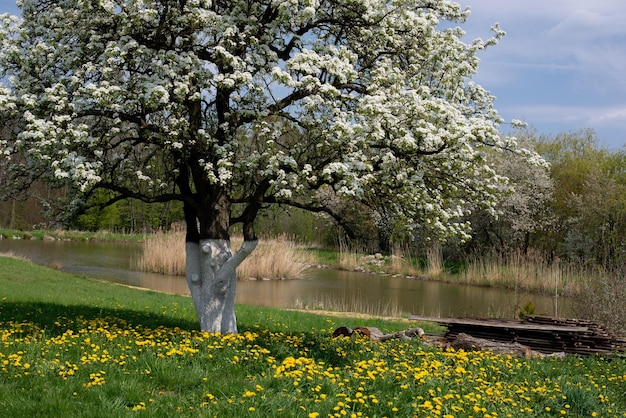 Uma grande e velha pereira floresce em um prado de primavera em frente ao rio, lindo florescimento de pera tr