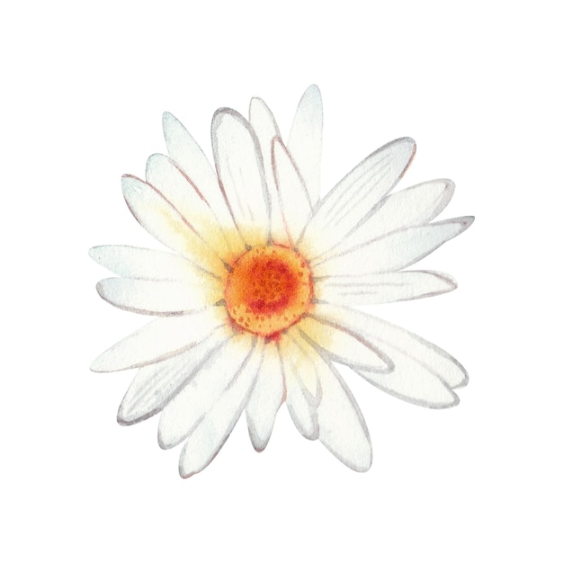 Foto uma grande flor de margarida pintada à mão em aquarela isolada em um fundo branco