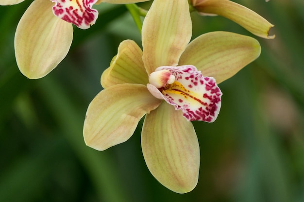 Uma grande flor de orquídea amarela na estufa