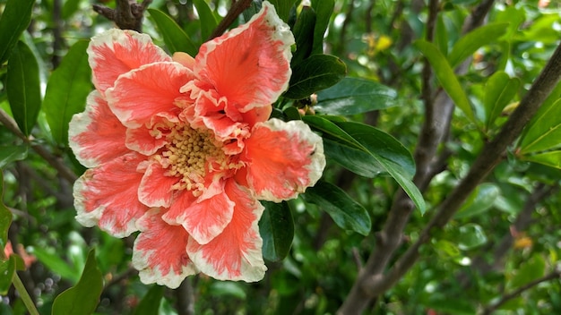 Uma grande flor vermelha da romã floresce na primavera em uma árvore entre folhas verdes