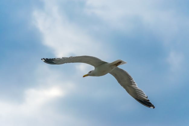 Uma grande gaivota paira sobre o Mar Adriático, em Montenegro.